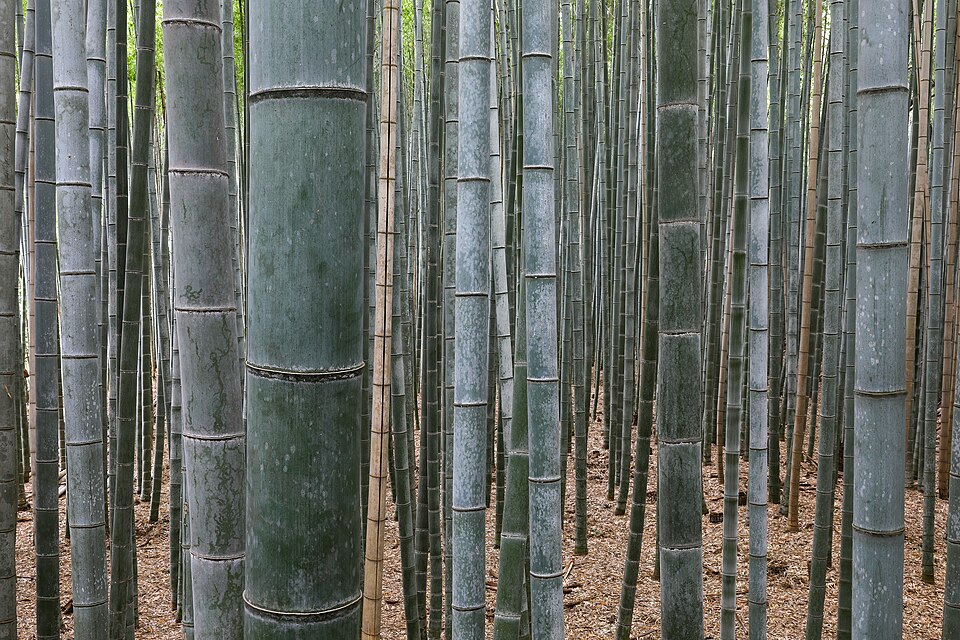 Bamboo Forest
